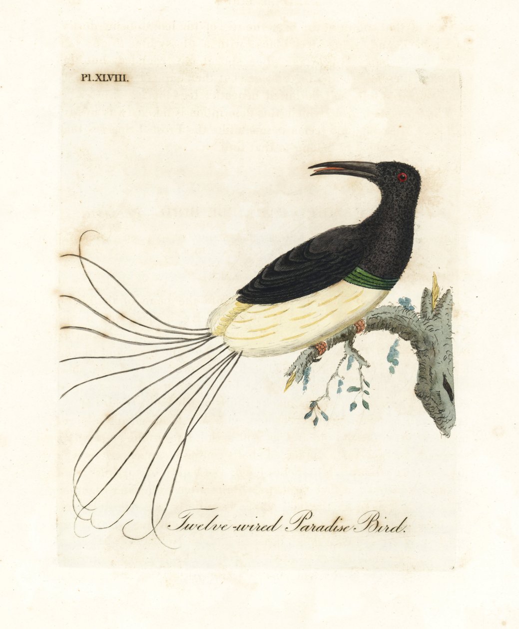 Tolvtrådig paradisfågel, Seleucidis melanoleucus (Paradisea nigricans). Handfärgad kopparplåt ritad och graverad av John Latham från hans egen A General History of Birds, Winchester av John Latham