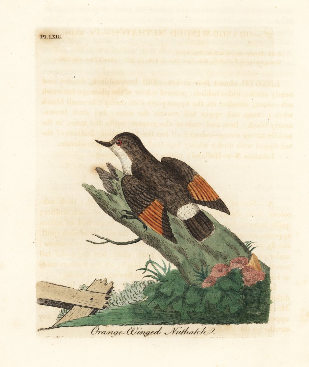 Varierad sittella, Daphoenositta chrysoptera (Apelsinvingad nötväcka, Sitta chrysoptera). Handfärgad kopparplåt ritad och graverad av John Latham från hans egen A General History of Birds, Winchester av John Latham