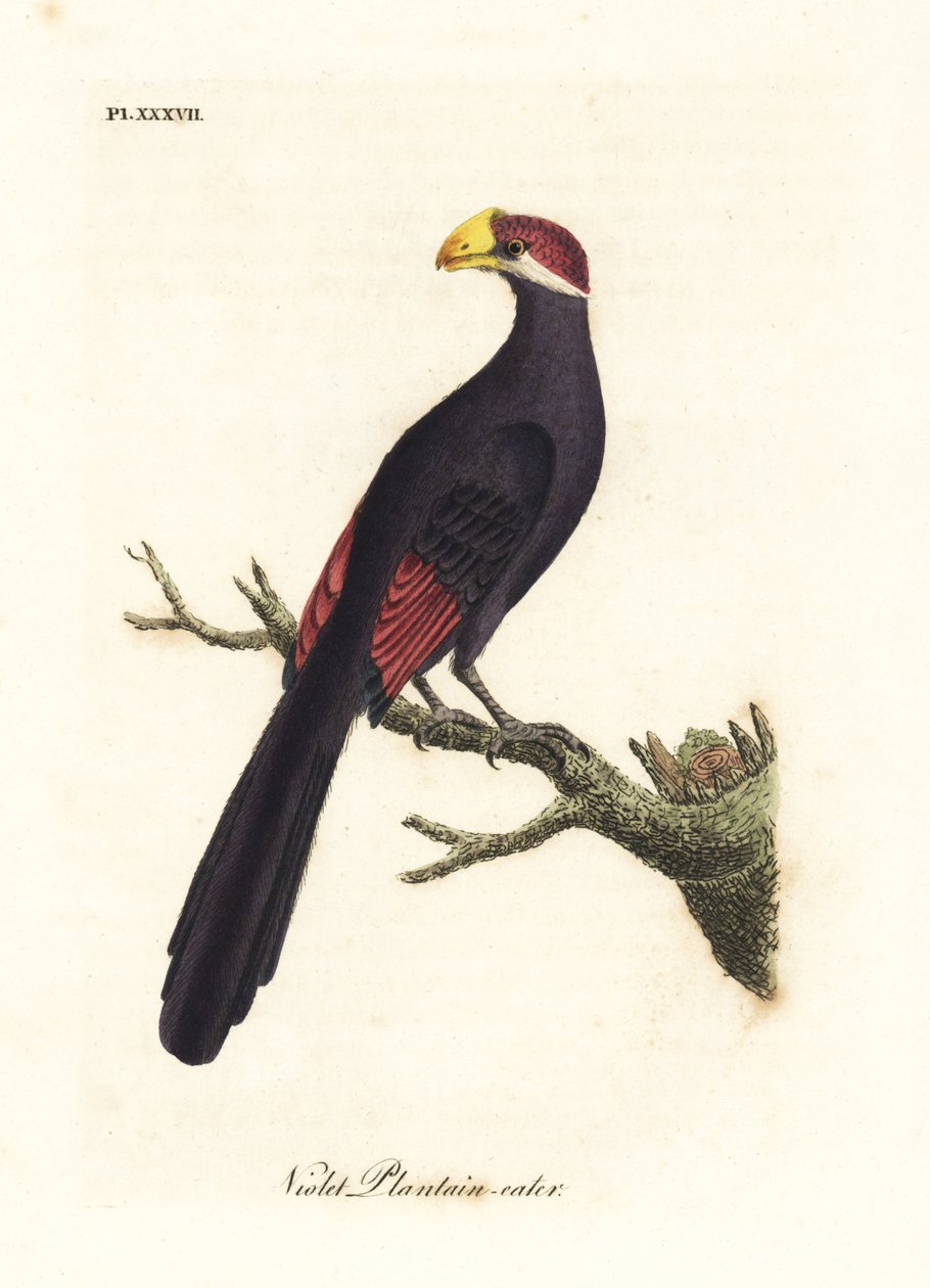 Violett turaco eller violaceous groblad-ätare, Musophaga violacea. Handfärgad kopparplåt ritad och graverad av John Latham från hans egen A General History of Birds, Winchester av John Latham
