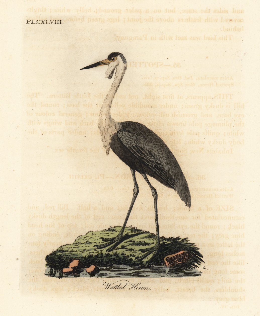 Vattlad skalle, Bugeranus carunculatus. Sårbar. (Wattled heron, Ardea carunculata.) Handfärgad kopparplåt tecknad och graverad av John Latham från hans egen A General History of Birds, Winchester av John Latham