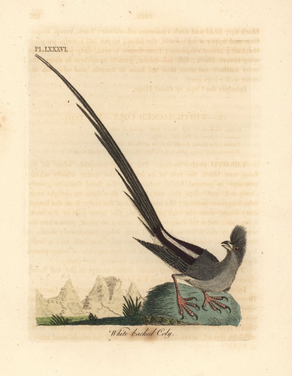 Vitryggig musfågel, Colius colius (Vitryggig koly, Colius leuconotus). Handfärgad kopparplåt ritad och graverad av John Latham från hans egen A General History of Birds, Winchester av John Latham