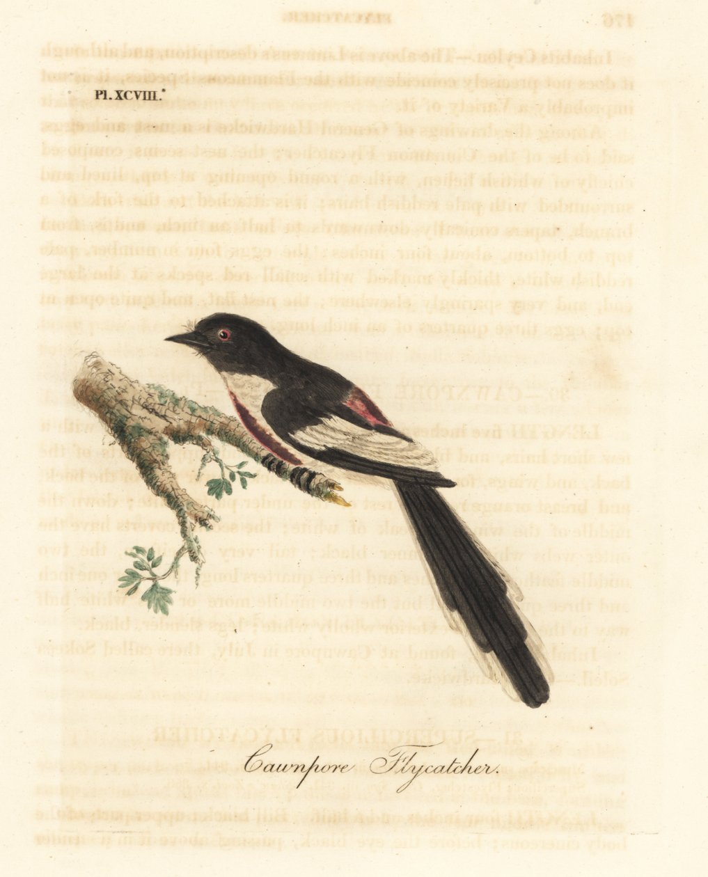 Vitbukad minivett, Pericrocotus erythropygius (Cawnpore flugsnappare). Indien. Handfärgad kopparplåt ritad och graverad av John Latham från hans egen A General History of Birds, Winchester av John Latham