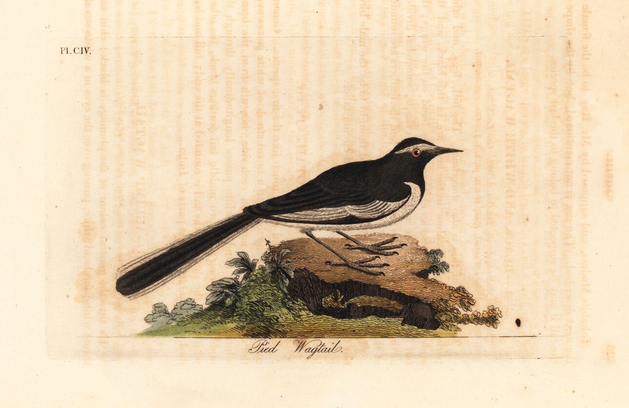Vitbrynad vippsvans guldbredfotsvipstjärt, Motacilla maderaspatensis. (Indiens vippsvans). Handfärgad kopparplåt ritad och graverad av John Latham från hans egen A General History of Birds, Winchester av John Latham