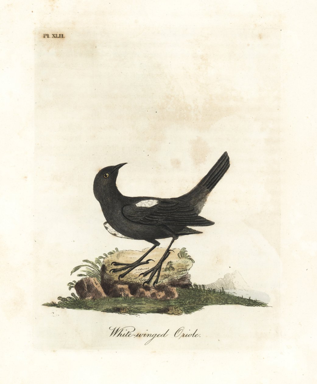 Vitaxlad tanager, Tachyphonus luctuosus (White-winged oriole, Oriolus leucopterus). Handfärgad kopparplåt ritad och graverad av John Latham från hans egen A General History of Birds, Winchester av John Latham