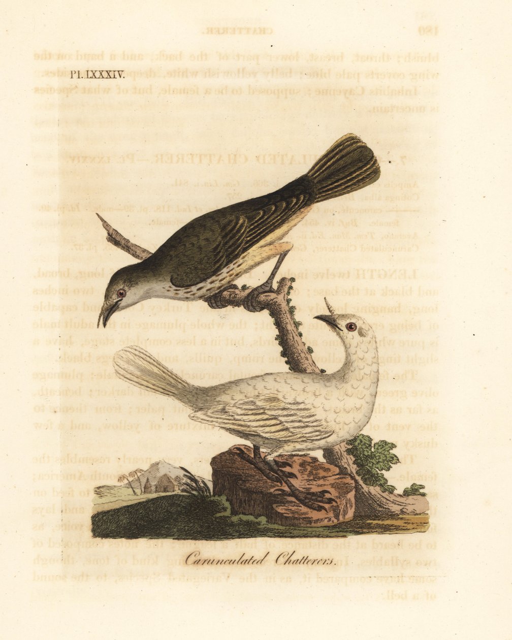 Vit klockare, Procnias albus, hane och hona (Carunculated chatterer, Ampelis carunculata). Handfärgad kopparplåt ritad och graverad av John Latham från hans egen A General History of Birds, Winchester av John Latham