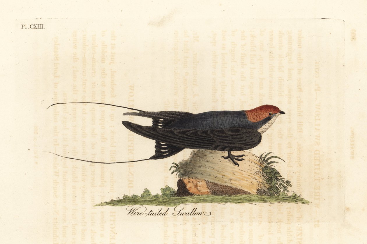 Trådstjärtsvala, Hirundo smithii. Handfärgad kopparplåt ritad och graverad av John Latham från hans egen A General History of Birds, Winchester av John Latham