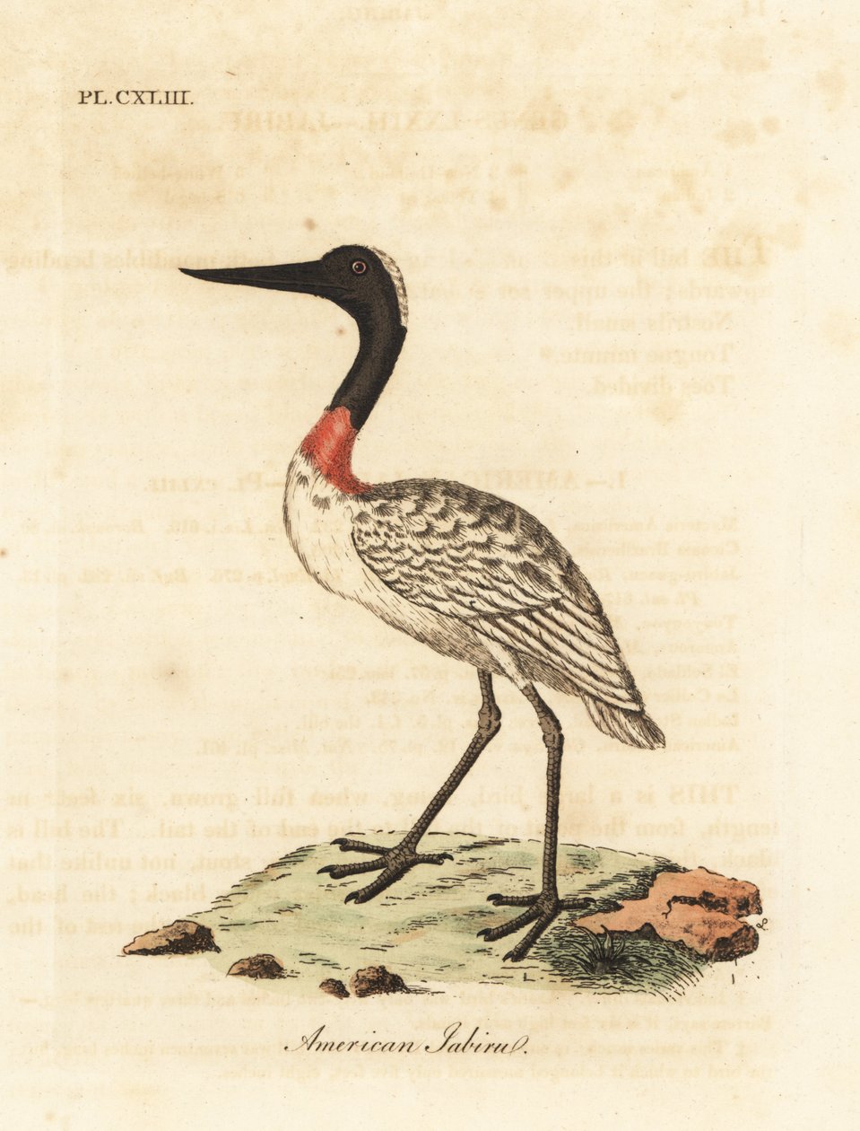 Trästock, Mycteria americana (amerikansk jabiru). Handfärgad kopparplåt ritad och graverad av John Latham från hans egen A General History of Birds, Winchester av John Latham