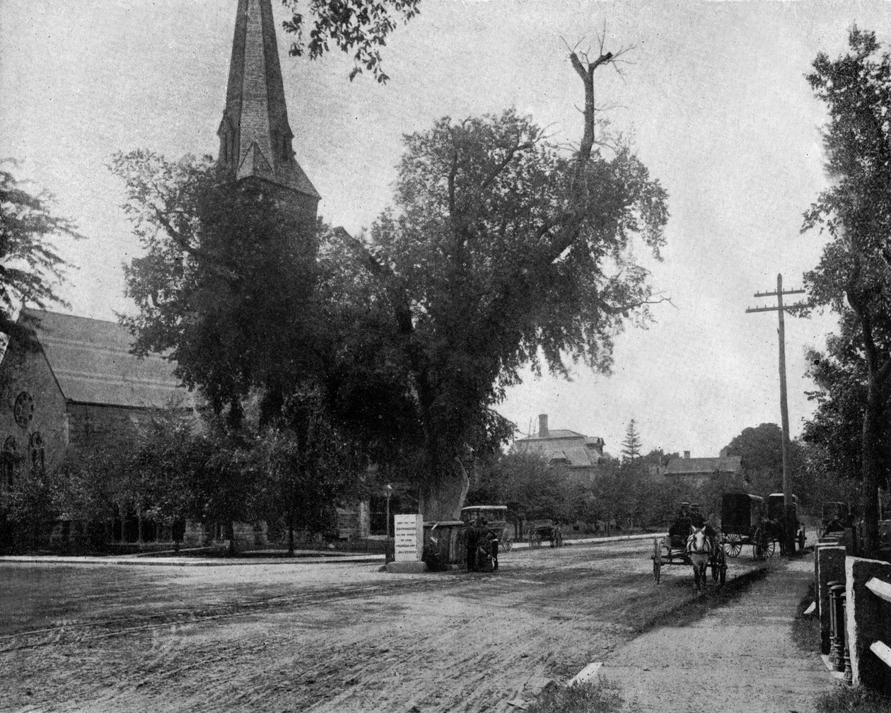 Washington almträd i Cambridge, Massachusetts, USA, ca. 1900 (s/v foto) av John Lawson Stoddard