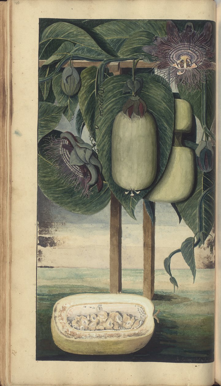 En sida från "Elegancies of Jamaica" av John Lindsay
