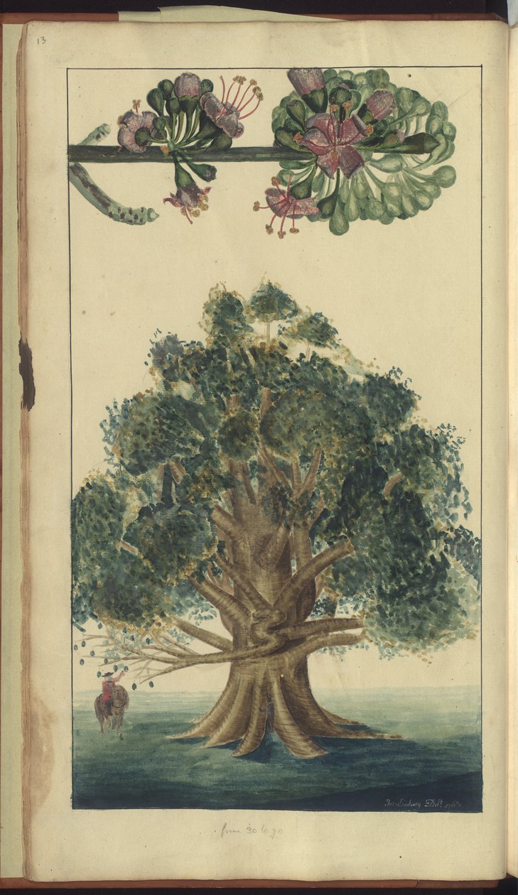 En sida från "Elegancies of Jamaica" av John Lindsay