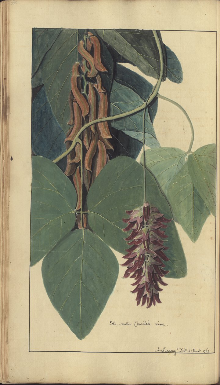 En sida från "Elegancies of Jamaica", 206 av John Lindsay