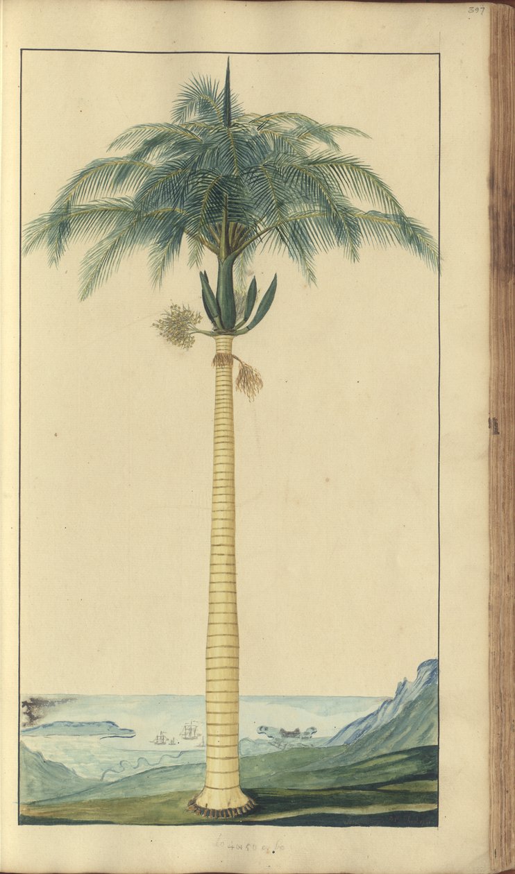 En sida från "Elegancies of Jamaica", 397 av John Lindsay