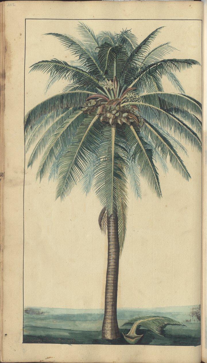 En sida från "Elegancies of Jamaica", 402 av John Lindsay