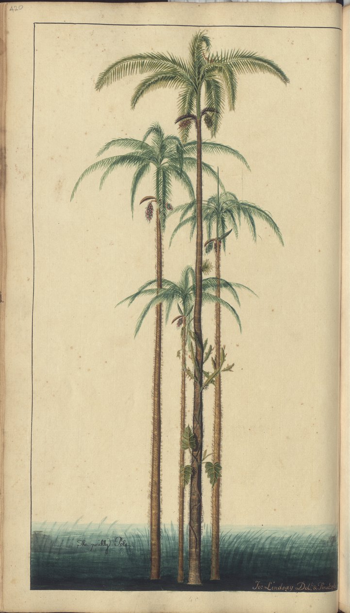En sida från "Elegancies of Jamaica", 420 av John Lindsay