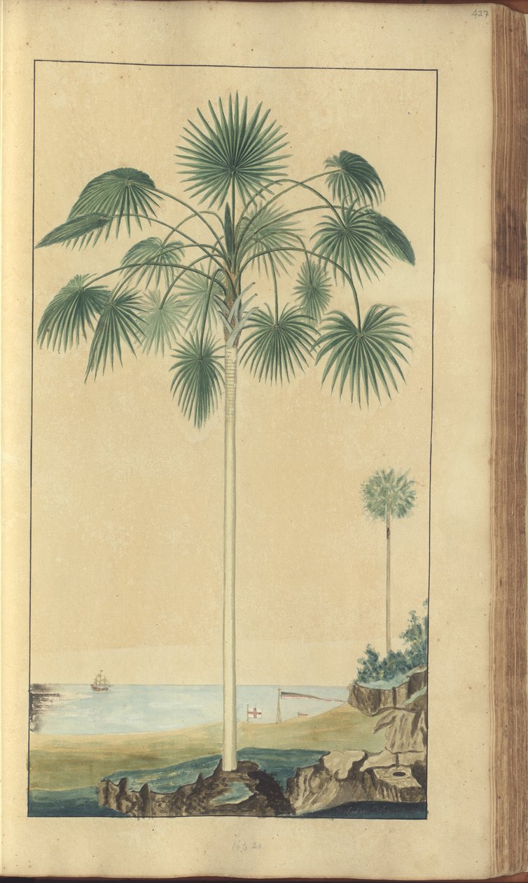 En sida från "Elegancies of Jamaica", 427 av John Lindsay