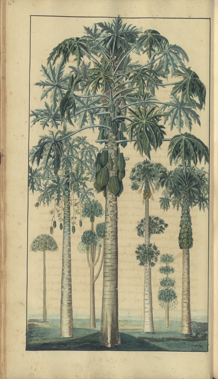 En sida från "Elegancies of Jamaica", 47 av John Lindsay