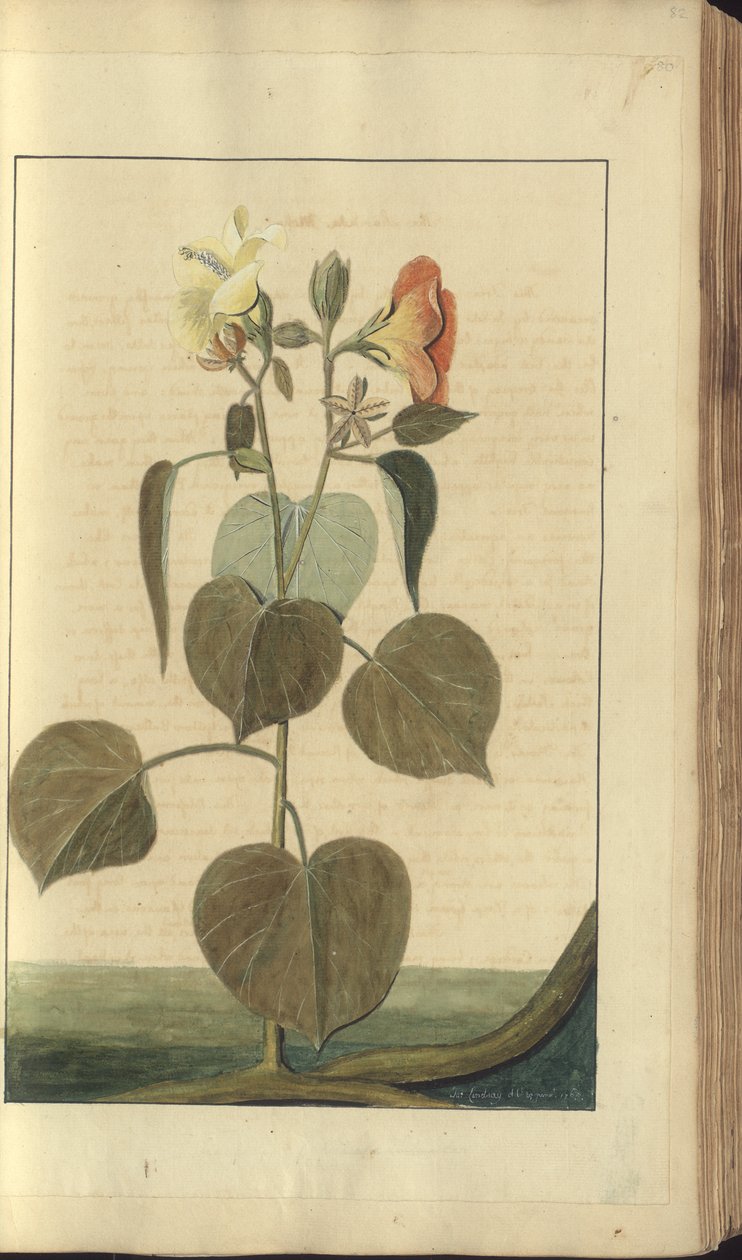 En sida från "Elegancies of Jamaica", 80 av John Lindsay
