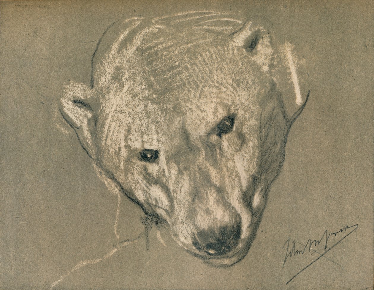 Studie av ett isbjörnshuvud, c1901 av John Macallan Swan
