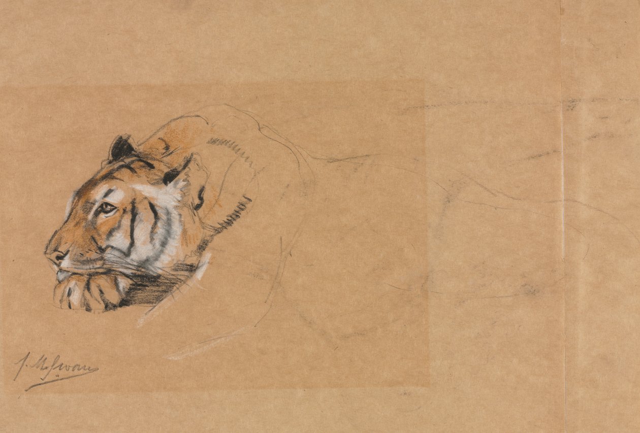Tiger. av John Macallan Swan