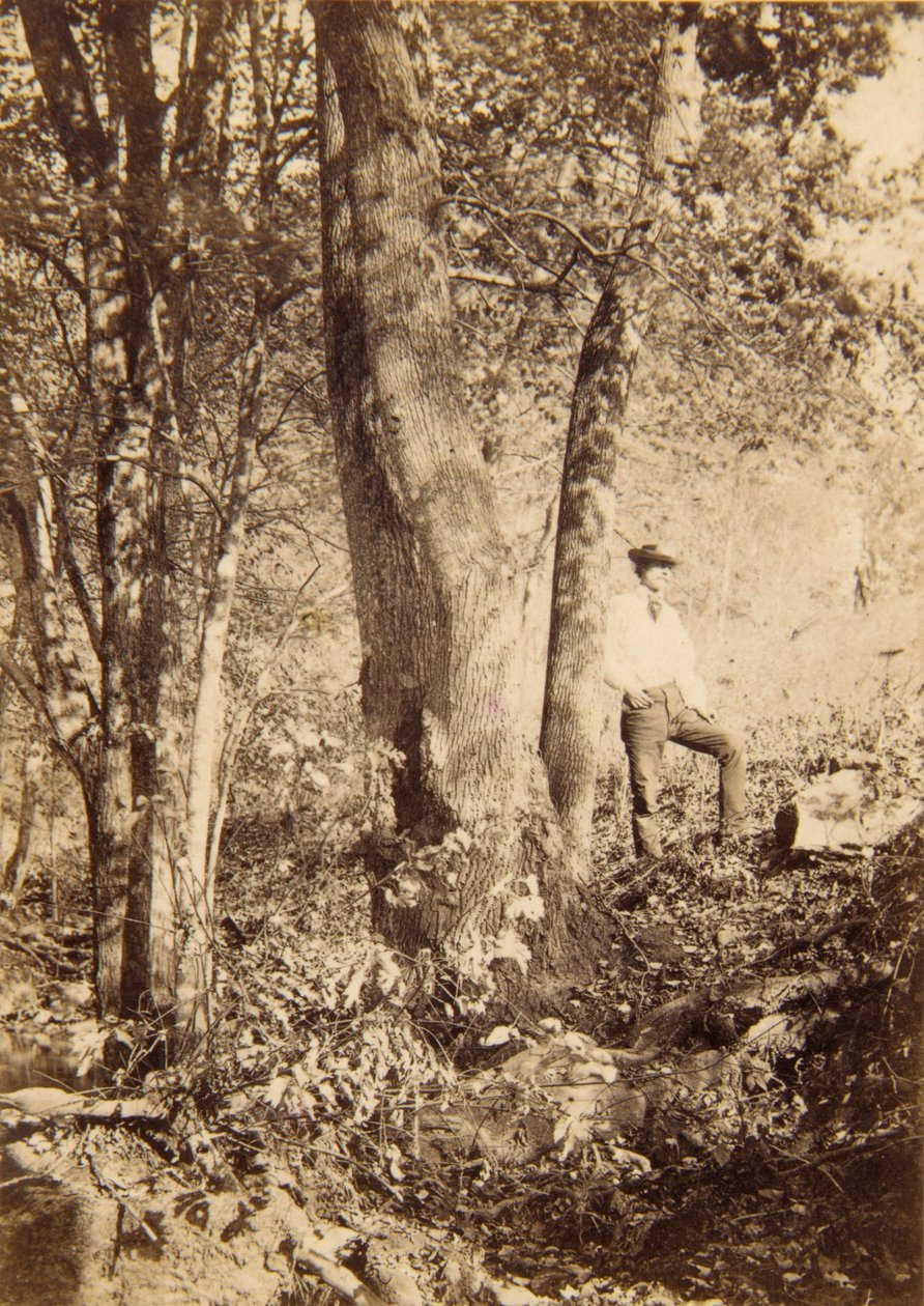 Tacony Creek, Magnolia Poplar av John Moran