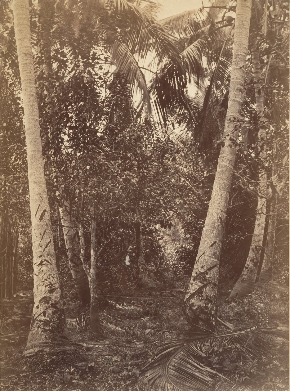 Tropiskt landskap, skog nära Turbo, 1871. av John Moran