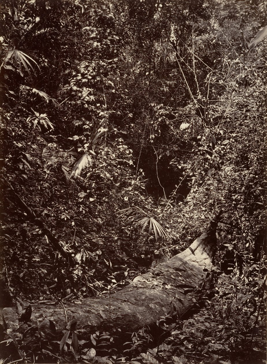 Tropiskt landskap, Tropisk skog, 1871. av John Moran