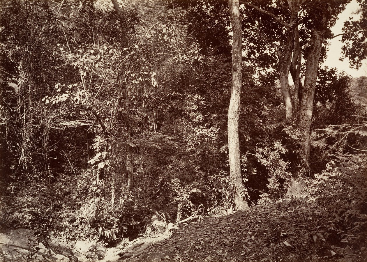 Tropiskt landskap, utsikt nära Chipigana, 1871. av John Moran