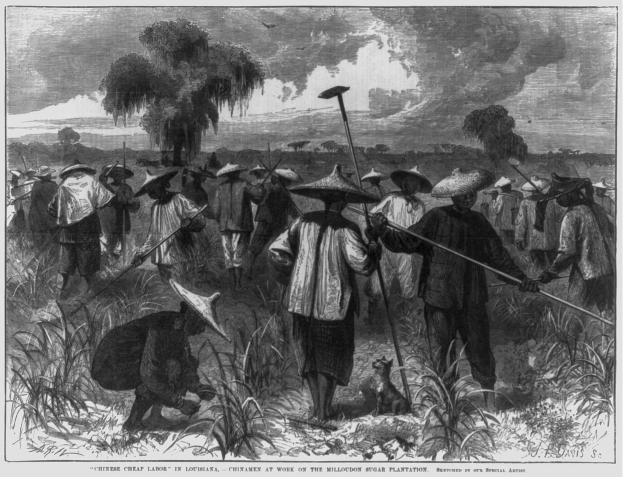 "Kinesisk billig arbetskraft" i Louisiana - kineser på jobbet på Milloudons sockerplantage av John Parker Davis