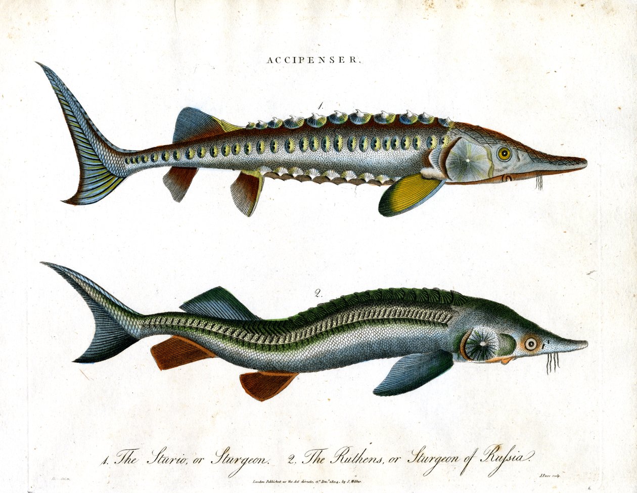 Accipenser: Sturgeon Species av John Pass