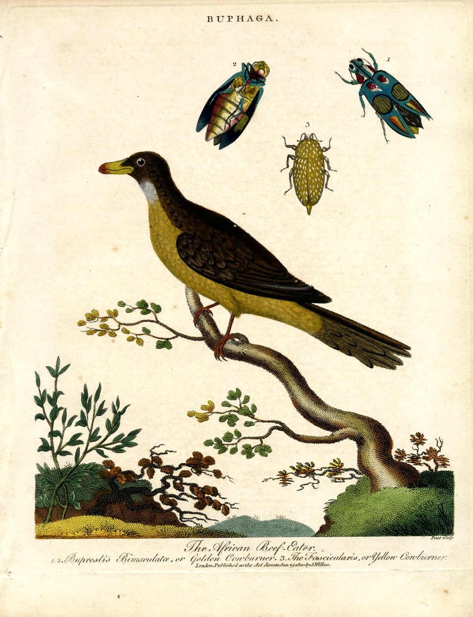 Afrikansk oxplockare (Buphaga) och juvelbaggar av John Pass
