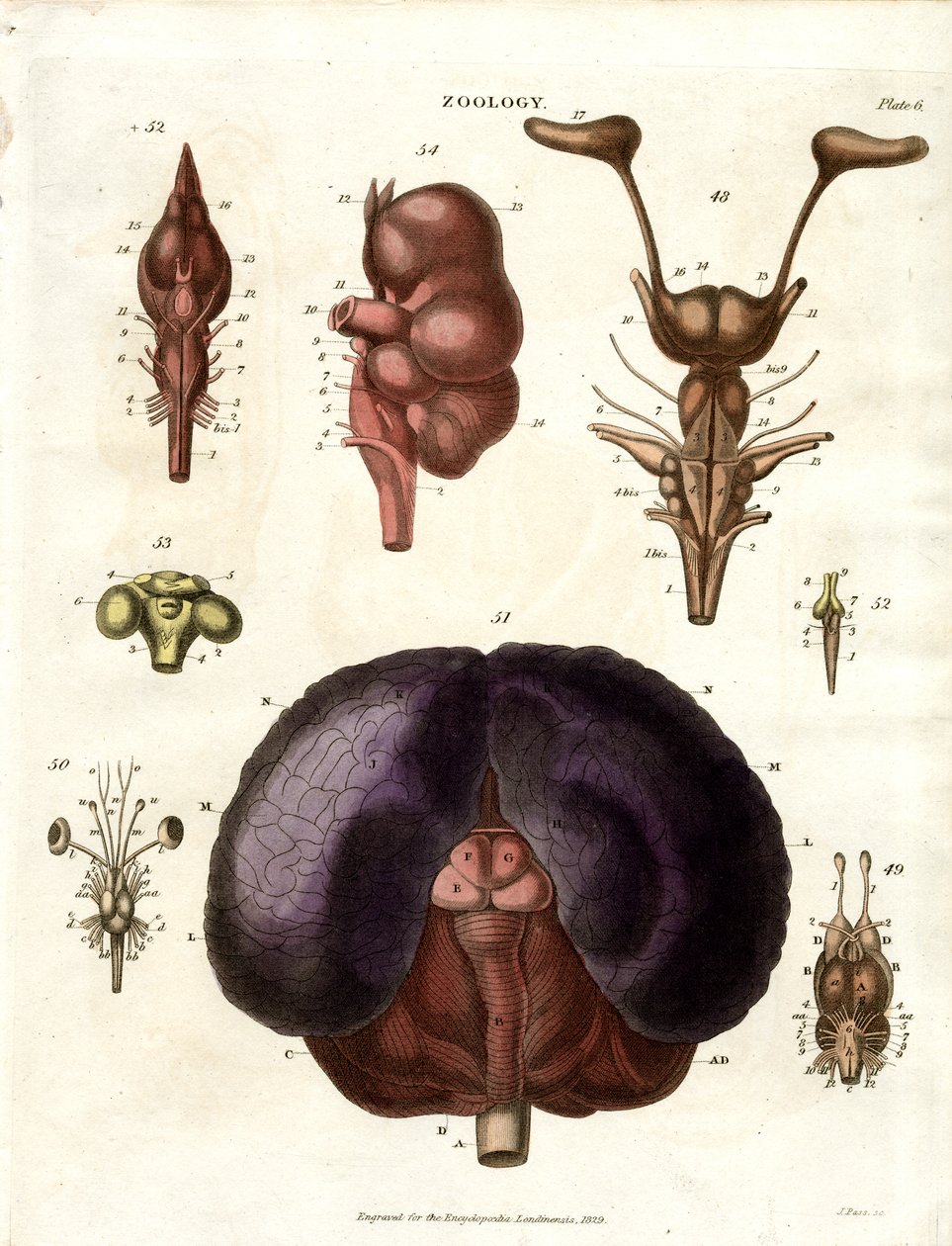 Anatomiska illustrationer av hjärnan och nervsystemet (plansch 6) av John Pass