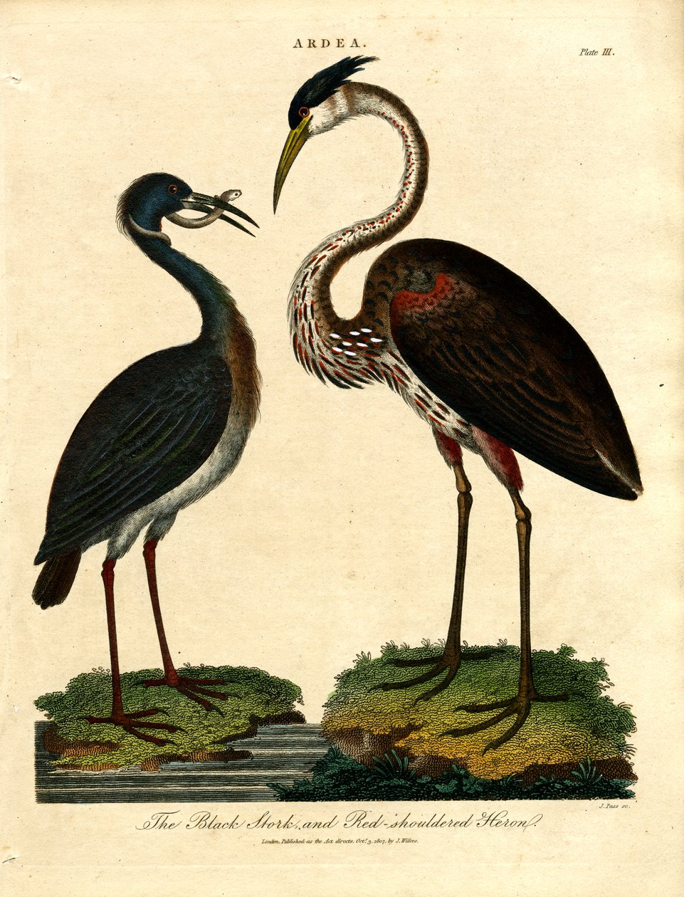Svart stork och rödskuldrig häger av John Pass