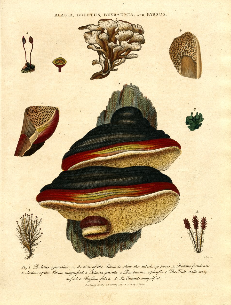 Blasia;Boletus;Buxbaumia;och Byssus av John Pass