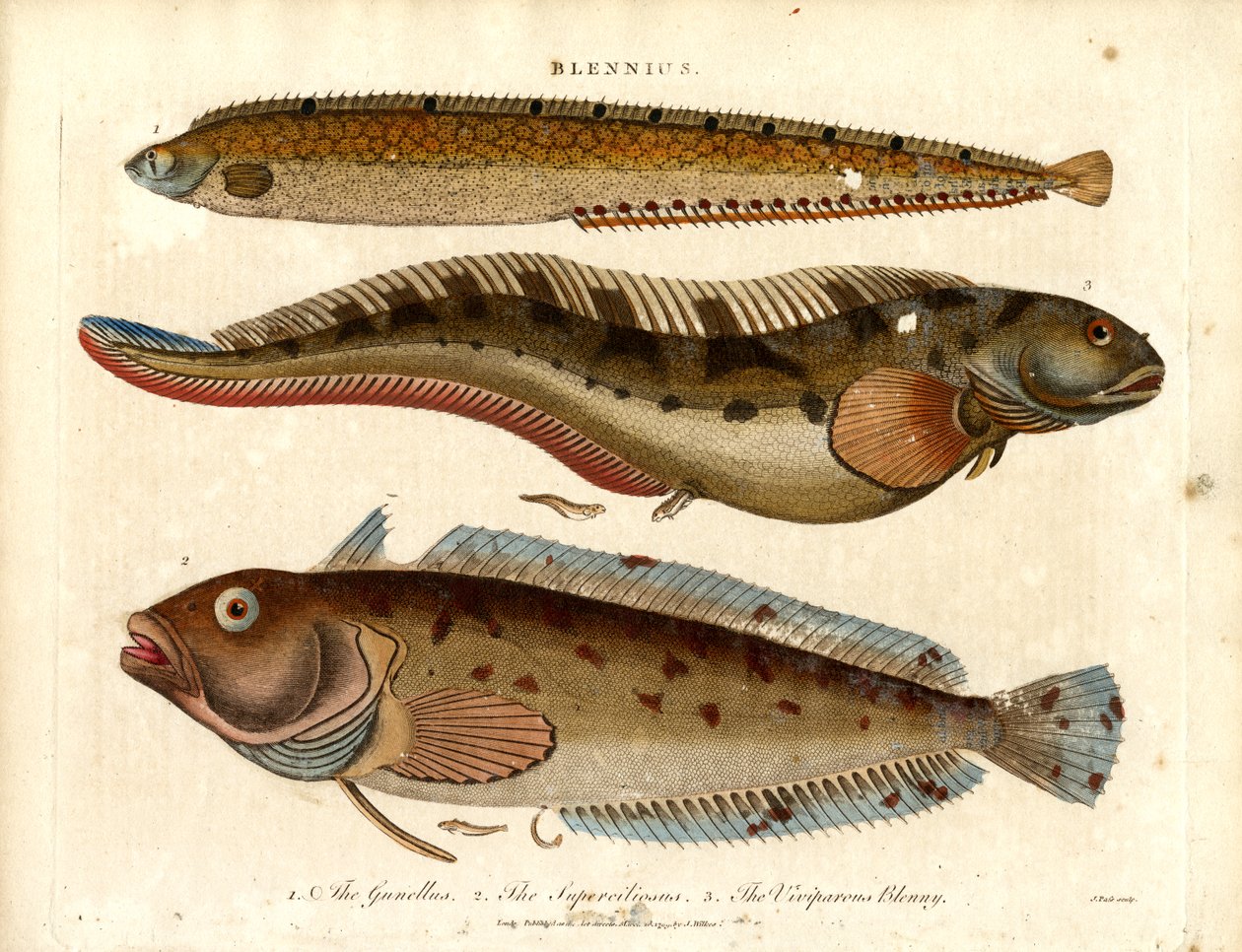 Blennies (Blennius) av John Pass
