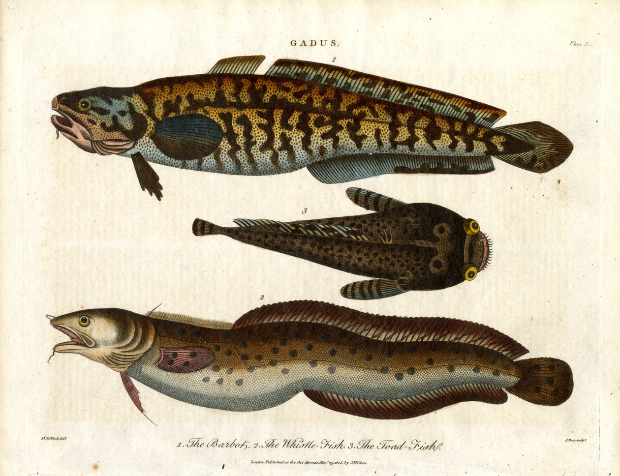 lake, vitlingfisk och paddfisk av John Pass