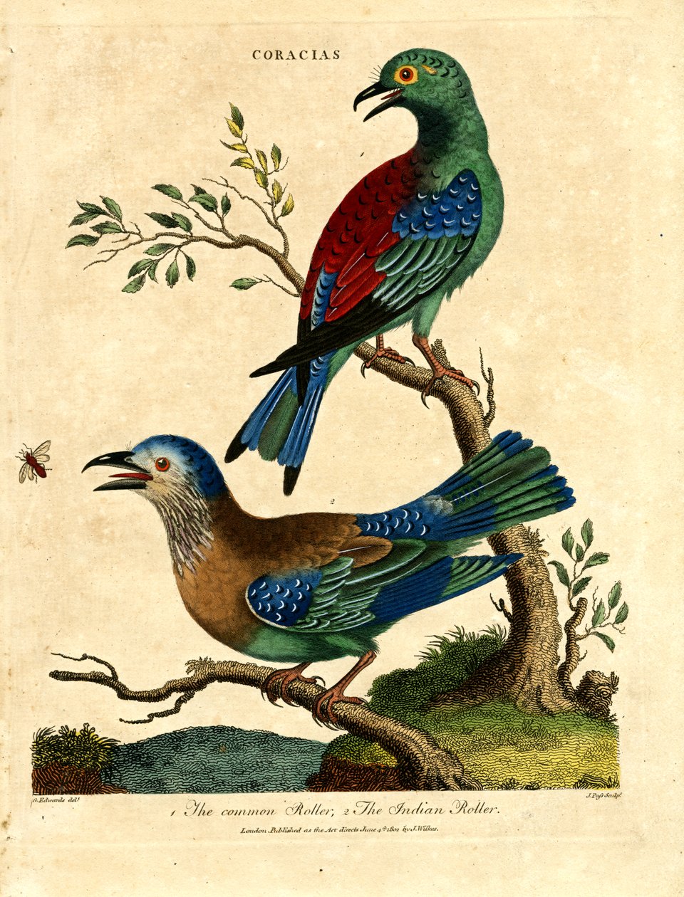 Common Roller och Indian Roller av John Pass