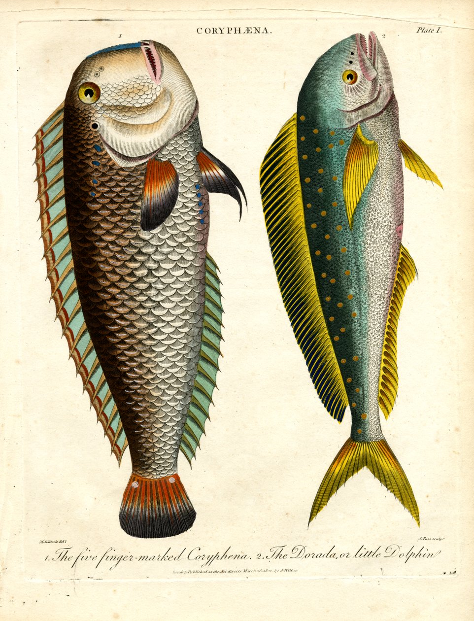 Coryphaena arter: Coryphaena med fem fingermärken och liten delfin av John Pass