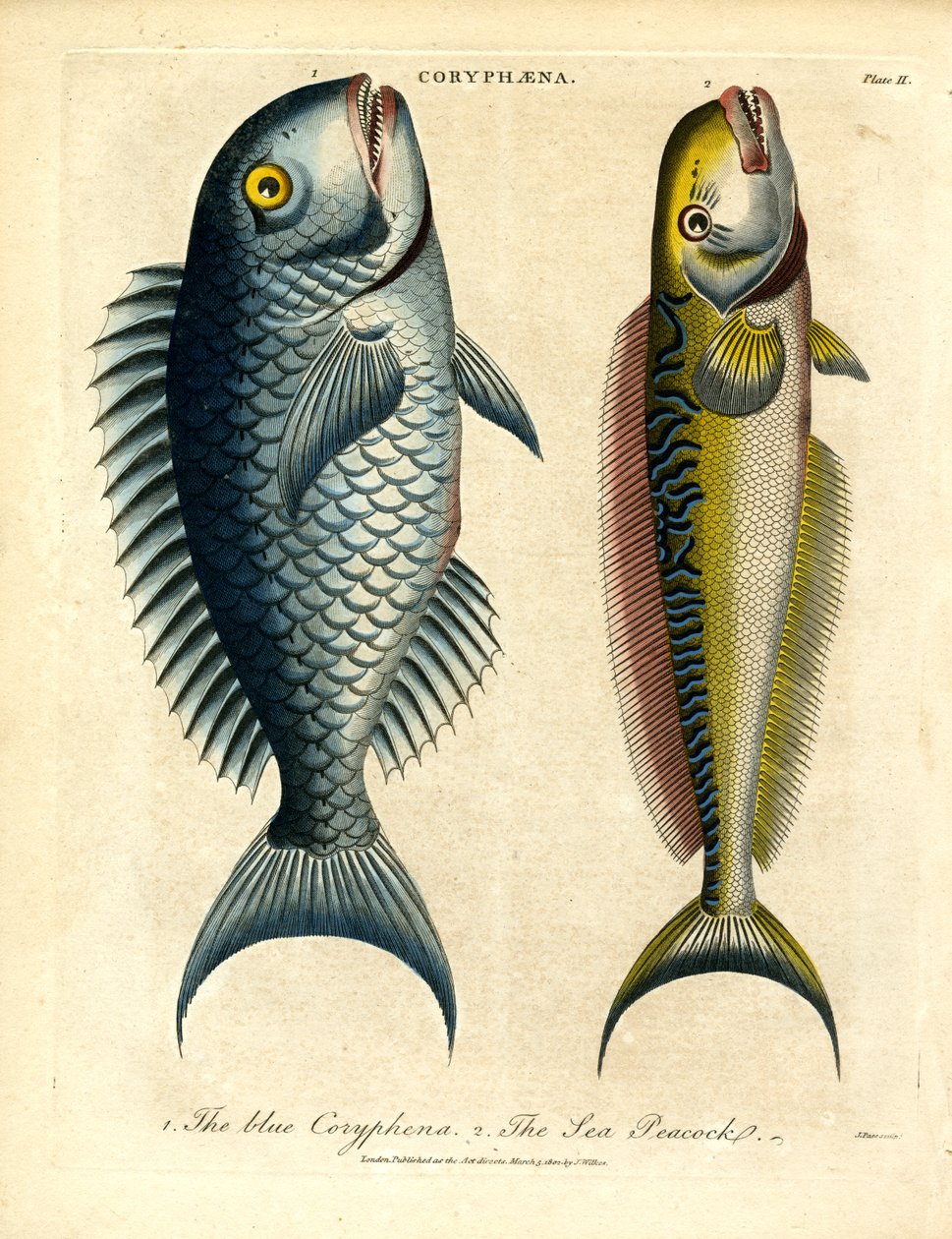 Coryphæna - Dolphinfishes av John Pass