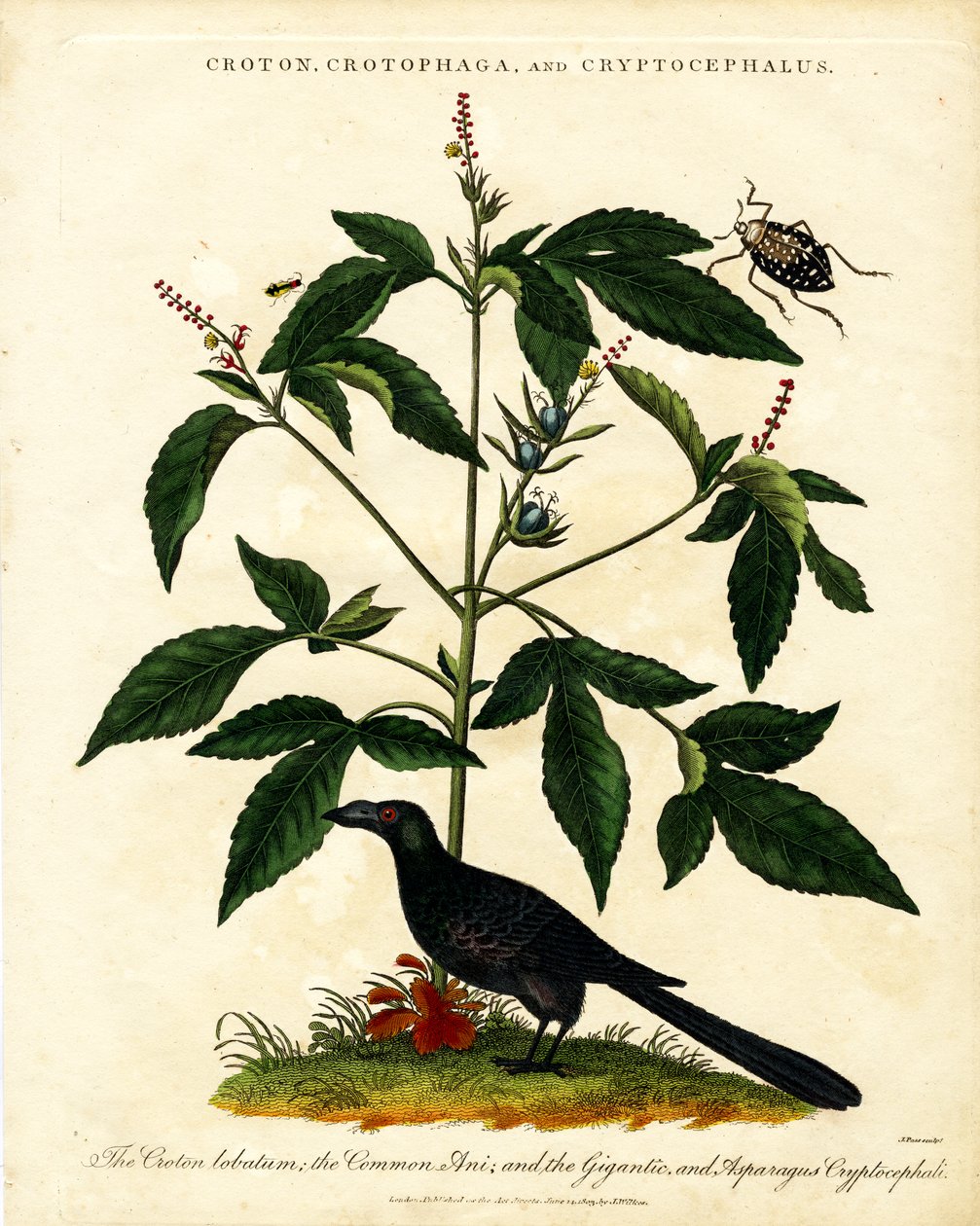 Croton;Crotophaga;och Cryptocephalus av John Pass