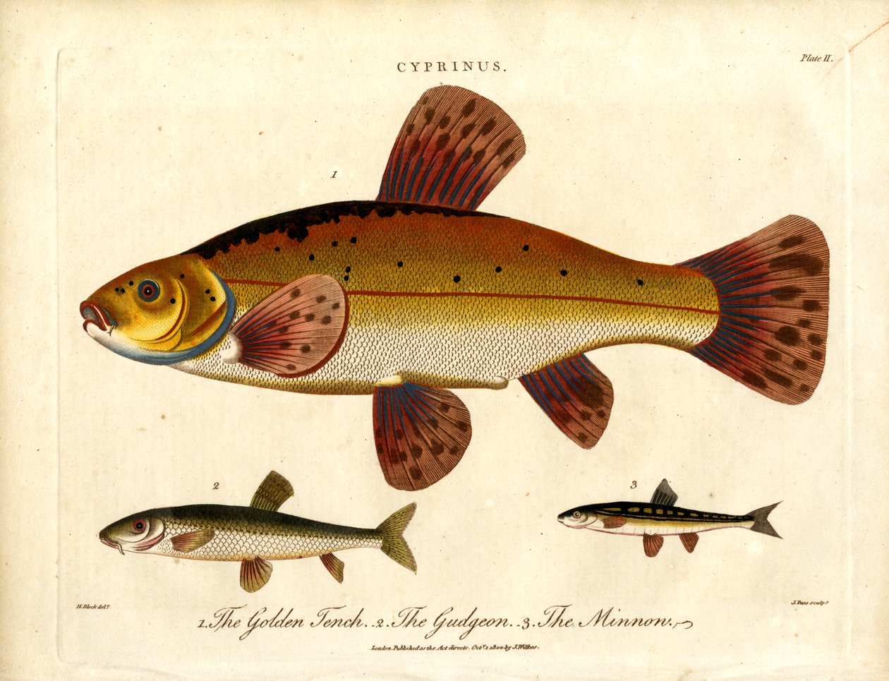 Cyprinus: Gyllene sutare;Gudgeon och Minnow av John Pass