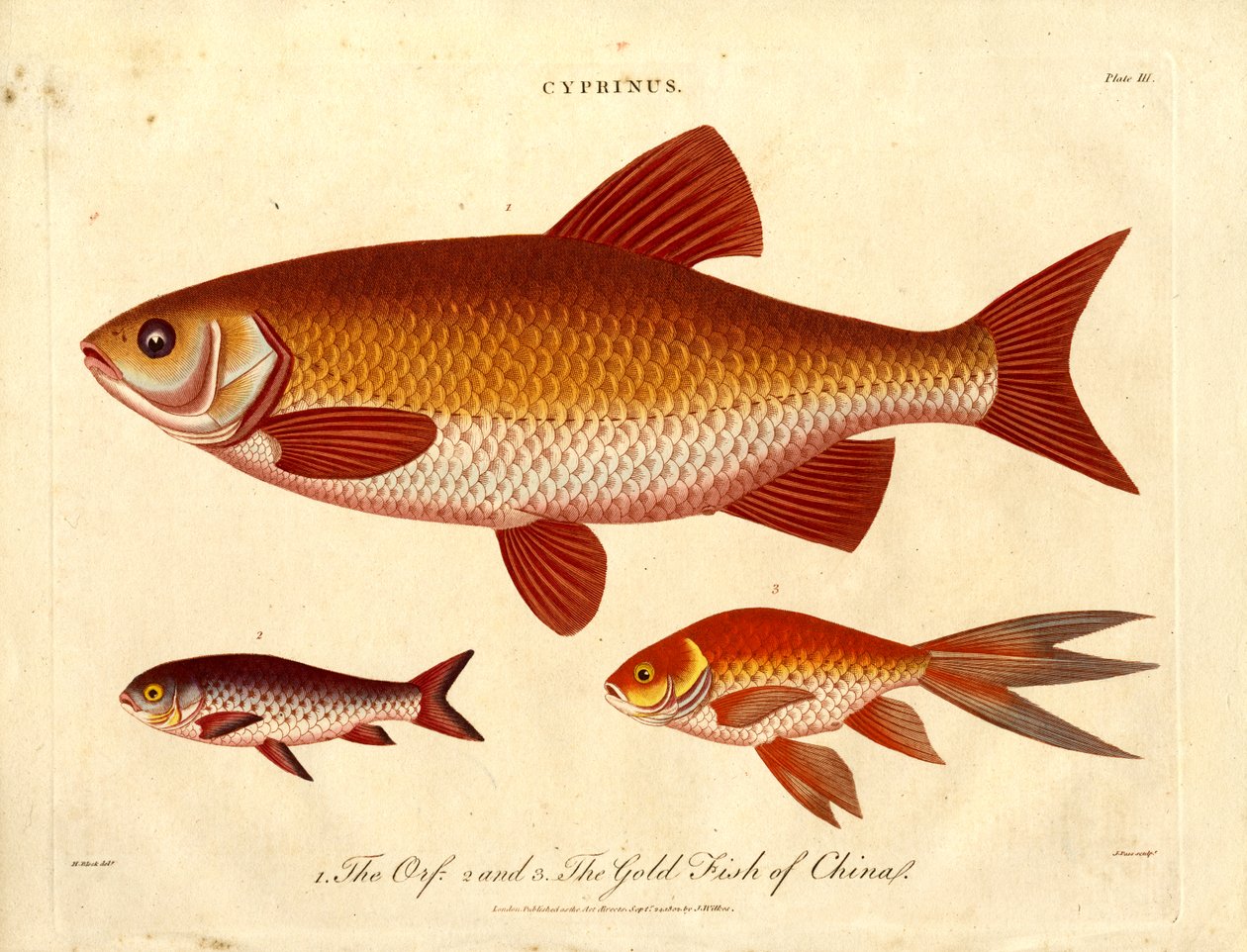 Cyprinus: Orfe och guldfisk i Kina av John Pass
