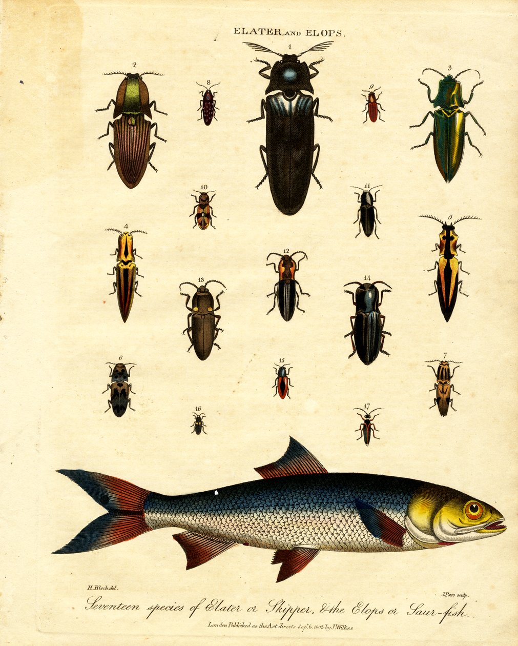 Elater och Elops: Sjutton arter av Elater eller Skipper; Elops eller Saur-fisk av John Pass