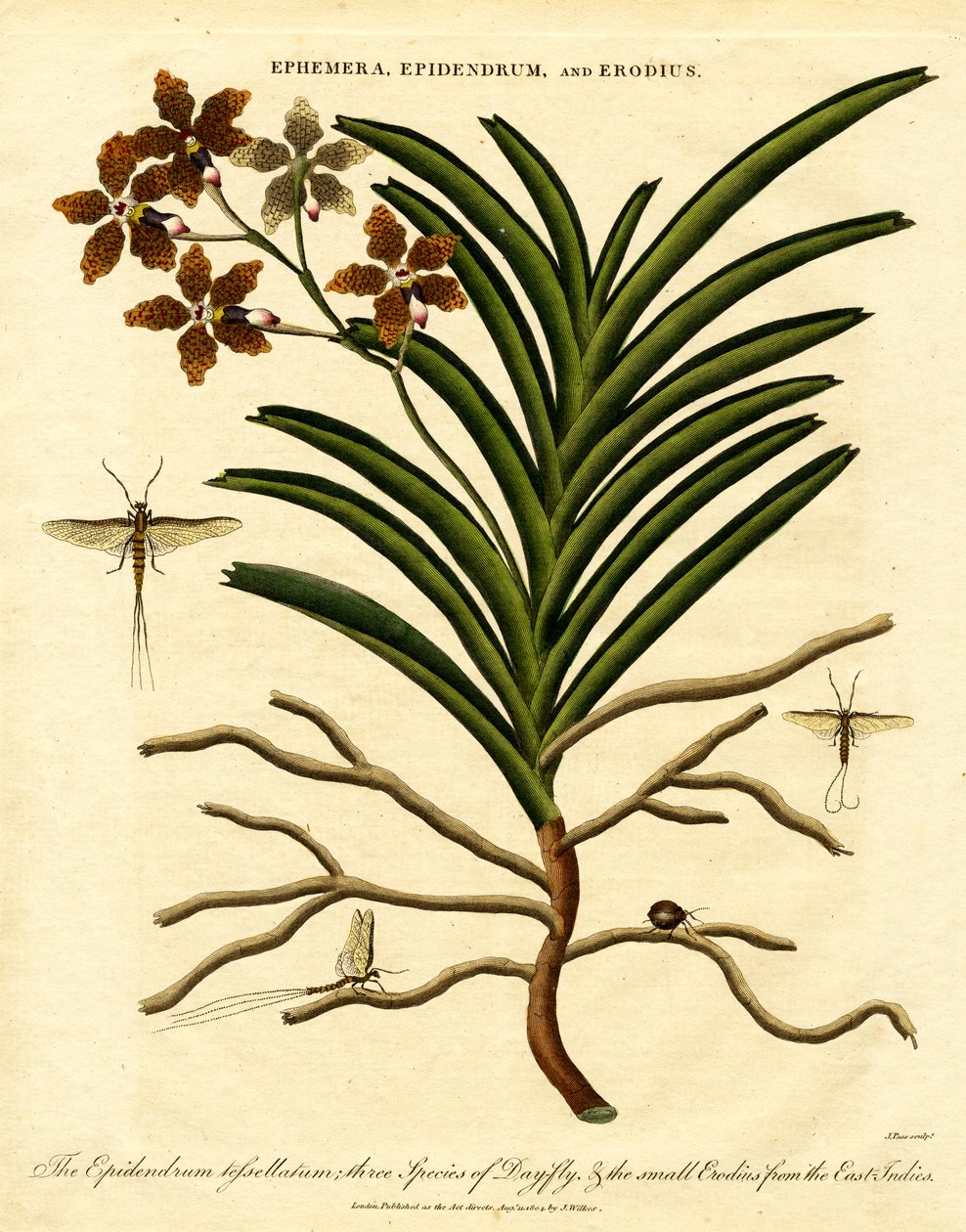 Epidendrum;Ephemera;och Erodius av John Pass