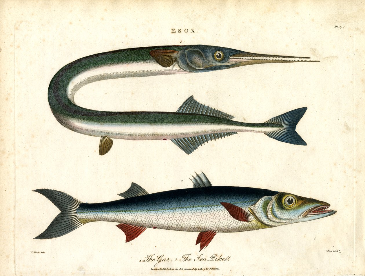 Esox: Gar och havsgädda av John Pass