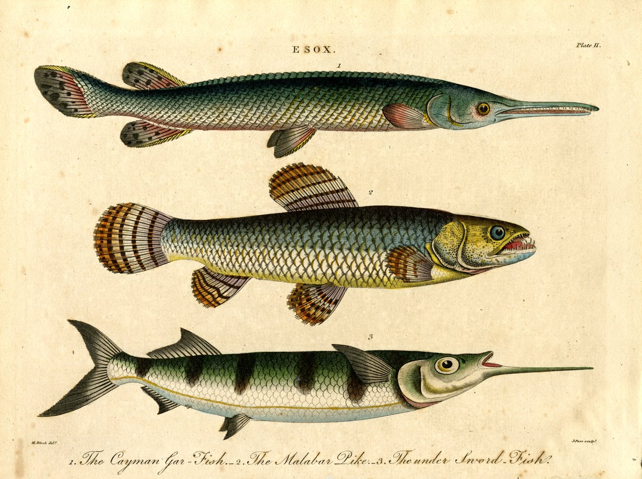 Esox: Gädda och svärdfiskarter av John Pass