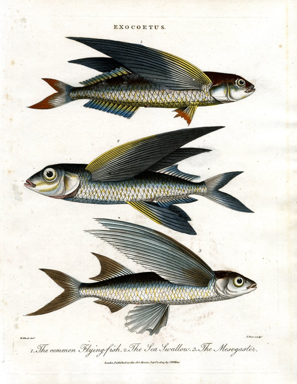 Exocoetus: Flygande fisk av John Pass