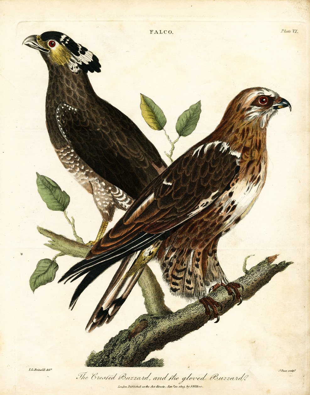 Falco: Crested Buzzard och Gloved Buzzard av John Pass