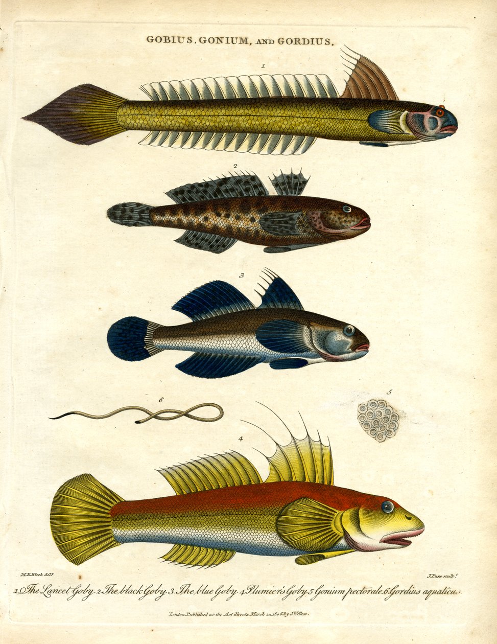 Gobius;Gonium och Gordius: Gobies och hårmask av John Pass