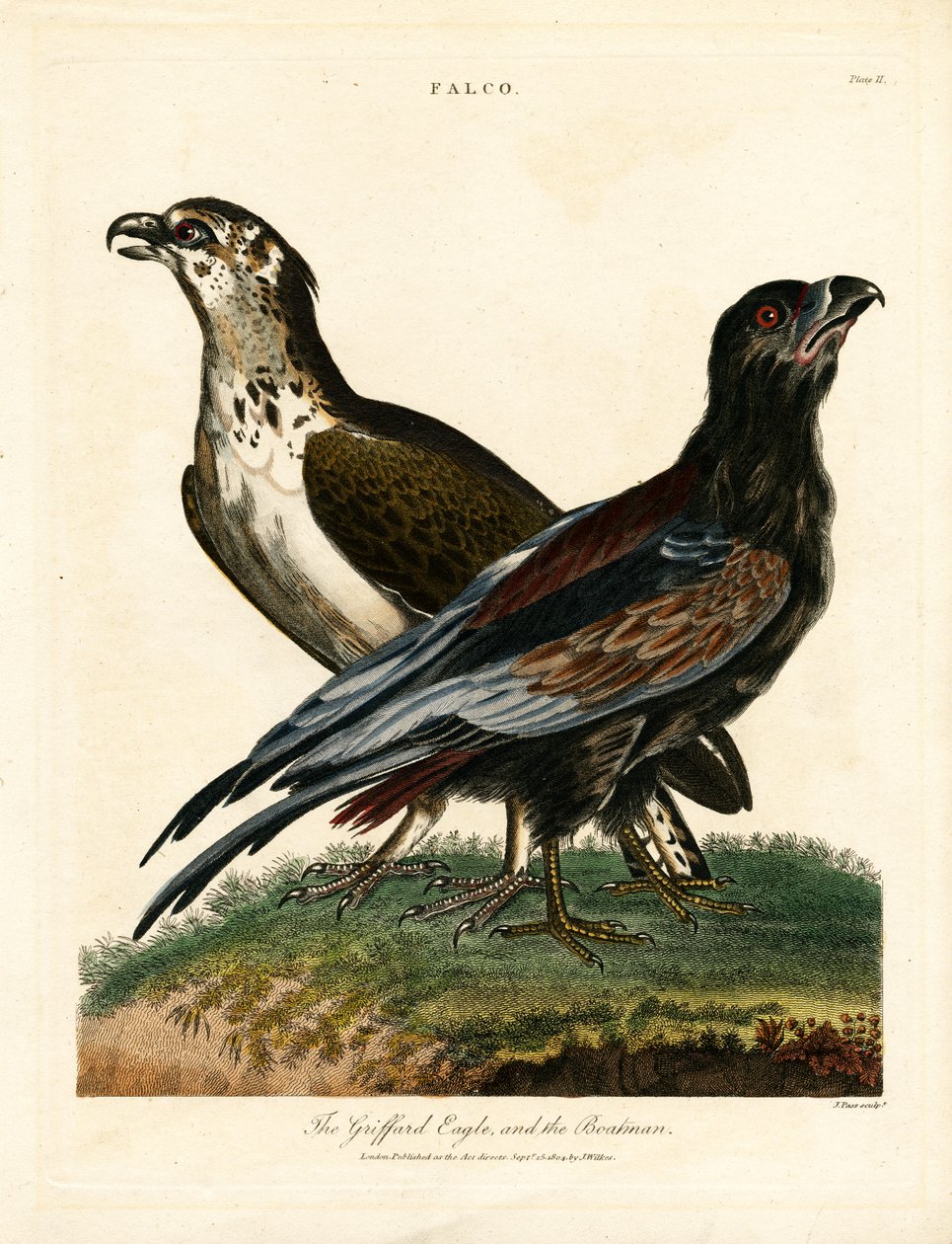 Griffard Eagle och Båtmannen av John Pass