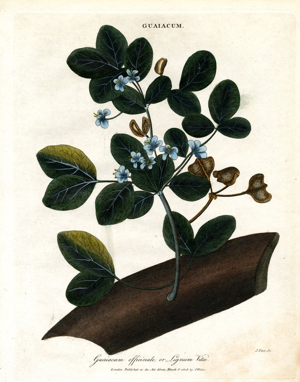 Guaiacum officinale - Lignum Vitae av John Pass